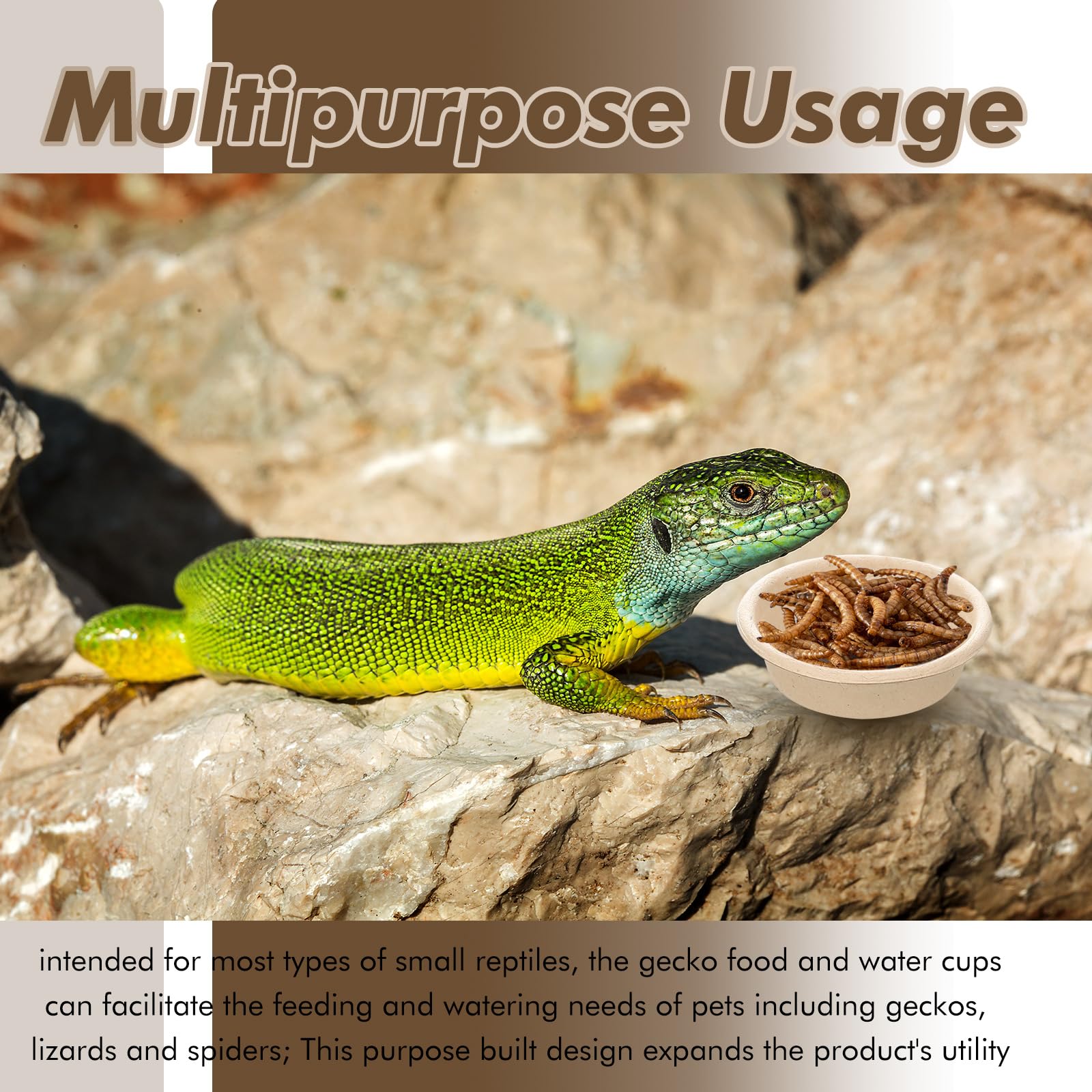 Maxcheck gecko cups compatibles avec petits reptiles et usages variés.