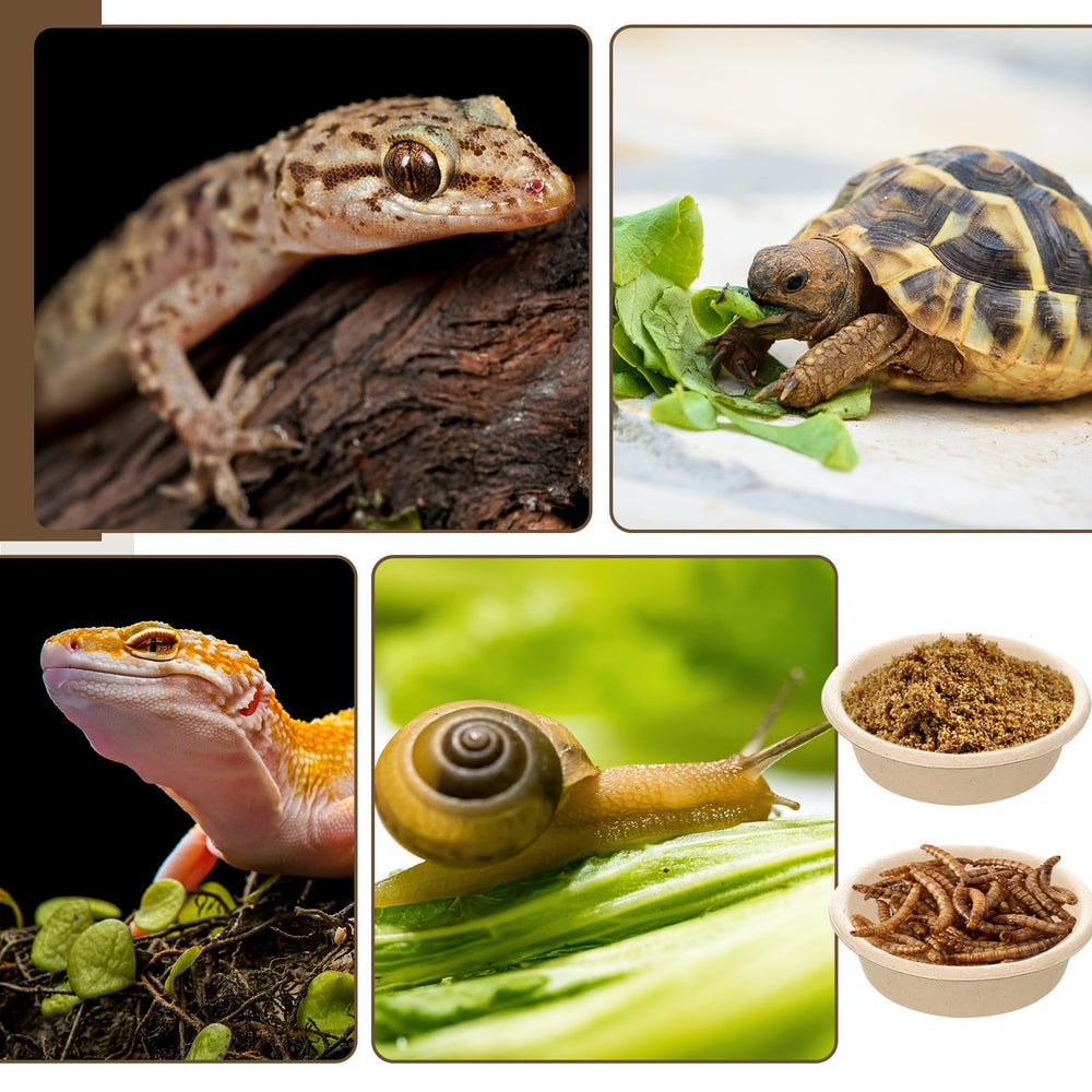 Maxcheck gecko cups couleur pulpe naturelle pour une présentation soignée.