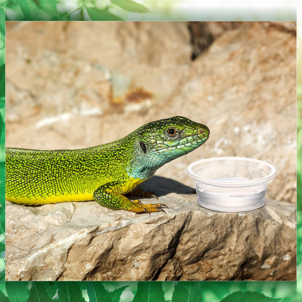 Maxcheck coupe-gecko de petite taille pour repas précis.