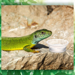 Maxcheck coupe-gecko de petite taille pour repas précis.