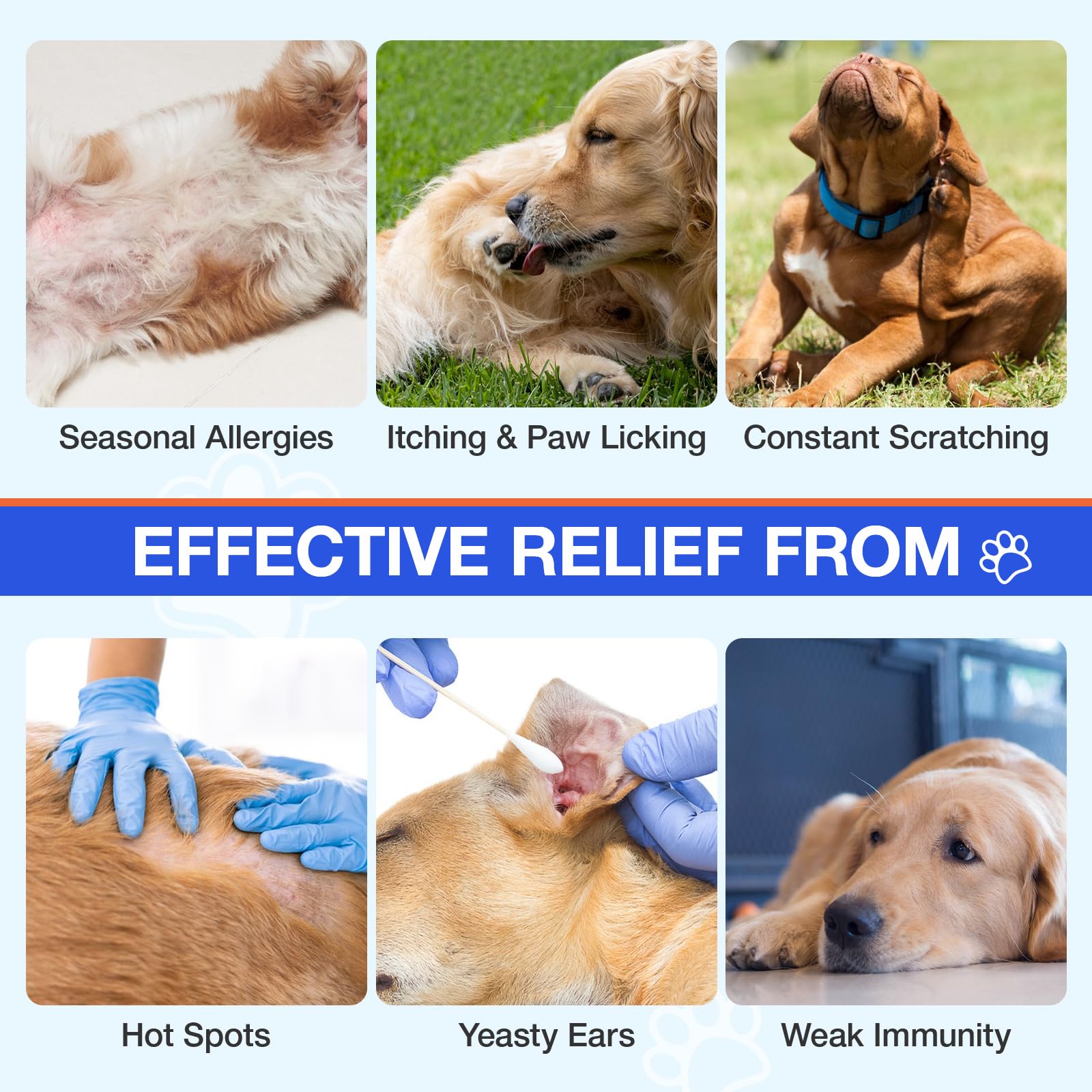 MaxHemp gommes immunité chien – prébiotiques et probiotiques pour soutien digestif.
