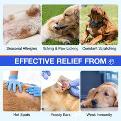MaxHemp gommes immunité chien – prébiotiques et probiotiques pour soutien digestif.