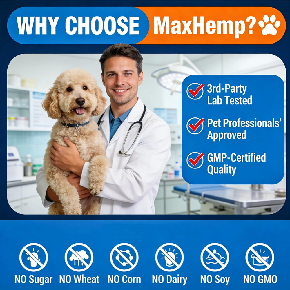 MaxHemp gommes sans céréales chien – option douce pour l estomac.