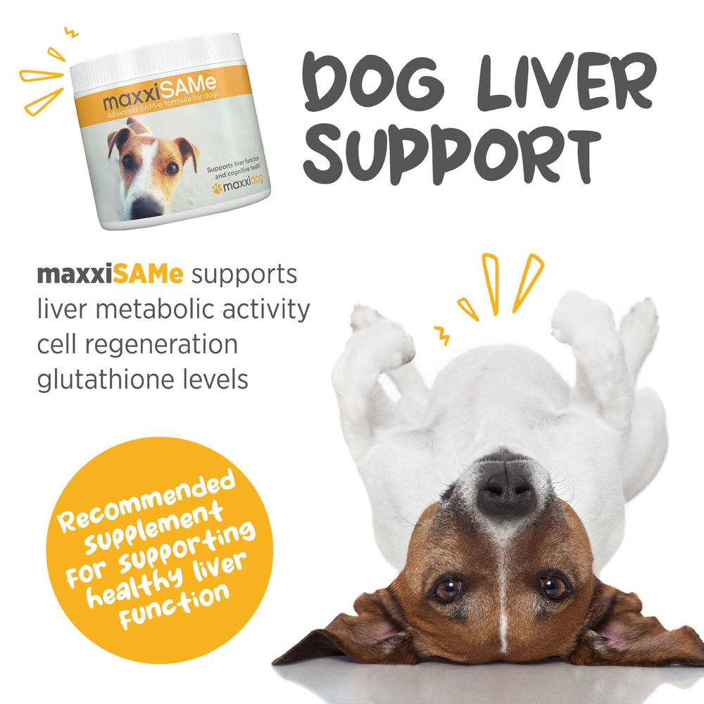 Cuillère de dosage maxxipaws maxxisame, mesure précise pour une administration facile.