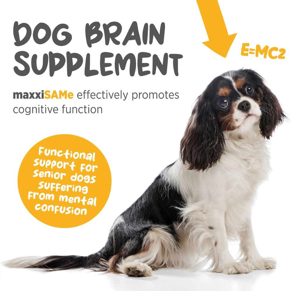 Versement sur nourriture maxxipaws maxxisame, intégration rapide dans le repas quotidien.