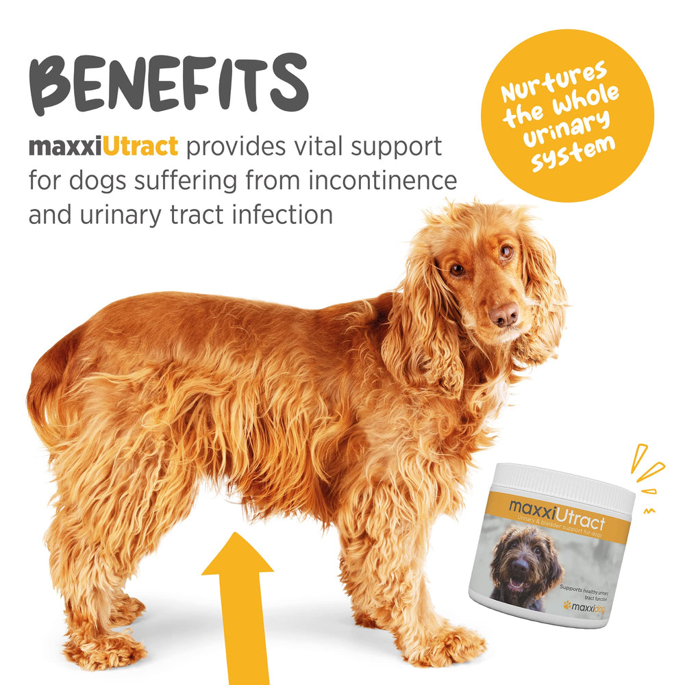 MaxxiUtract poudre mélange rapide: dissolution simple dans le repas quotidien.