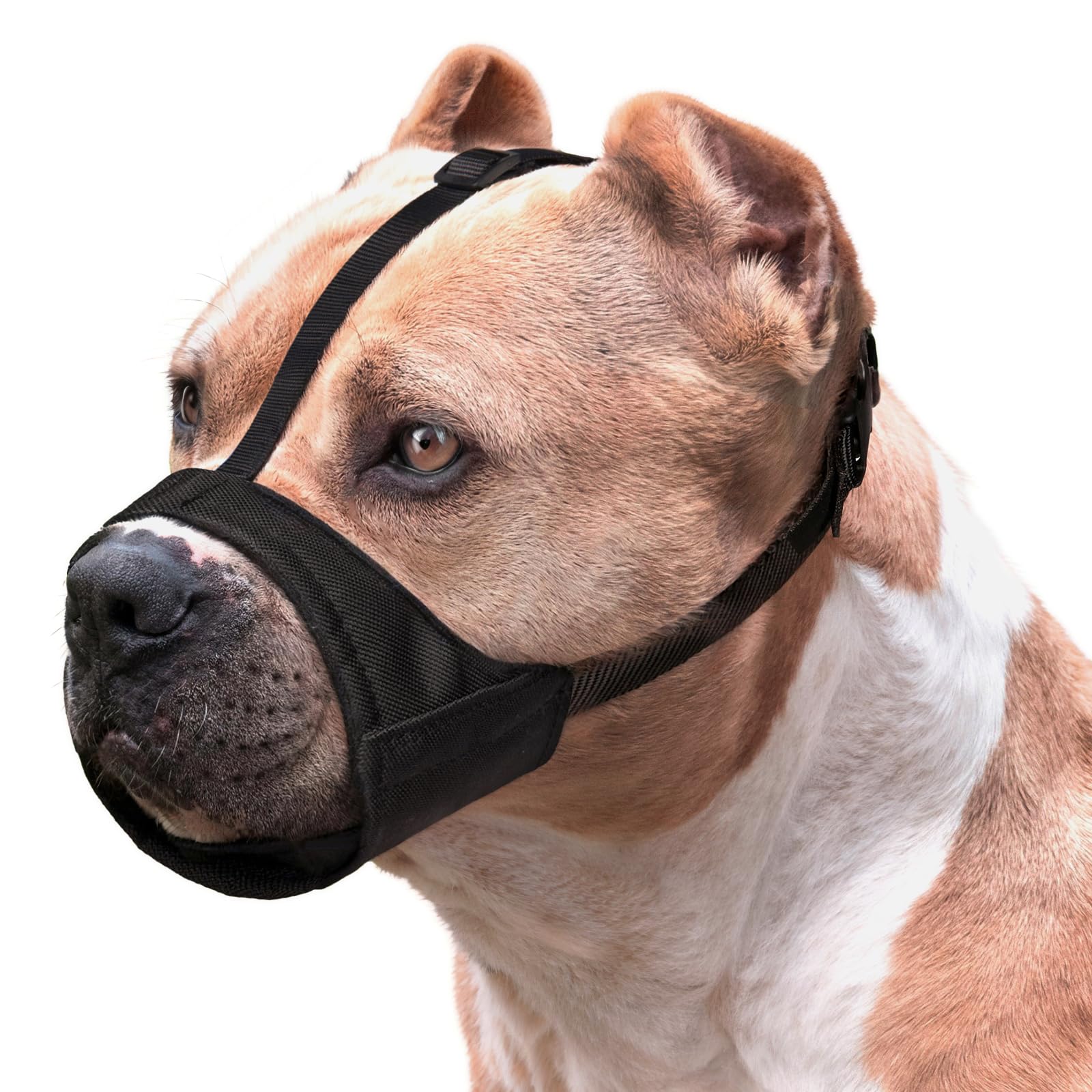 Mayerzon museau doux pour Bouledogue américain, usage anti-mâchage lors des sorties quotidiennes.