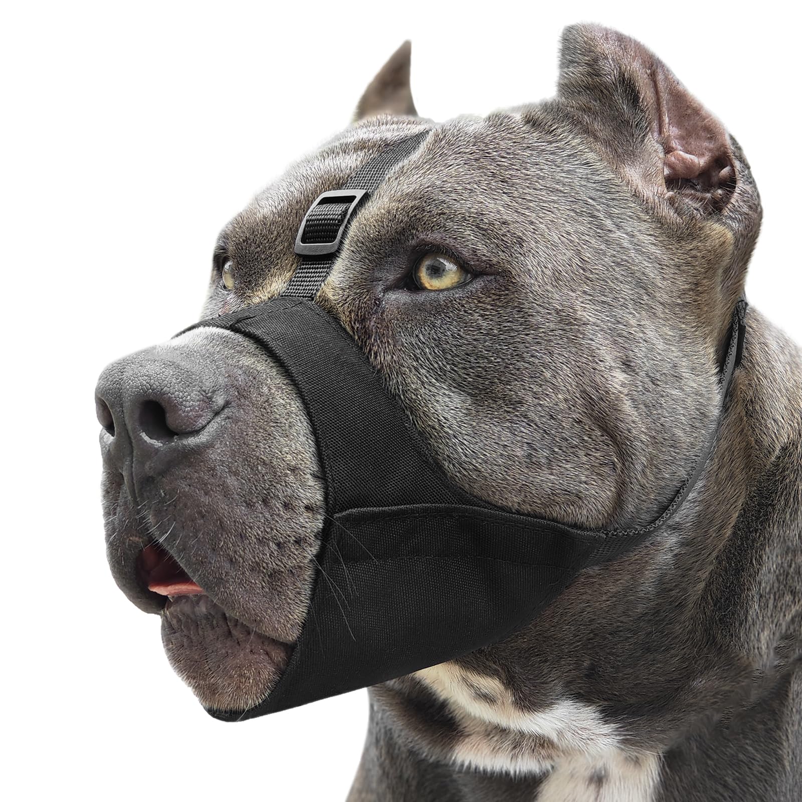 Mayerzon museau pitbull - douceur et confort du mufle pour un port prolongé.