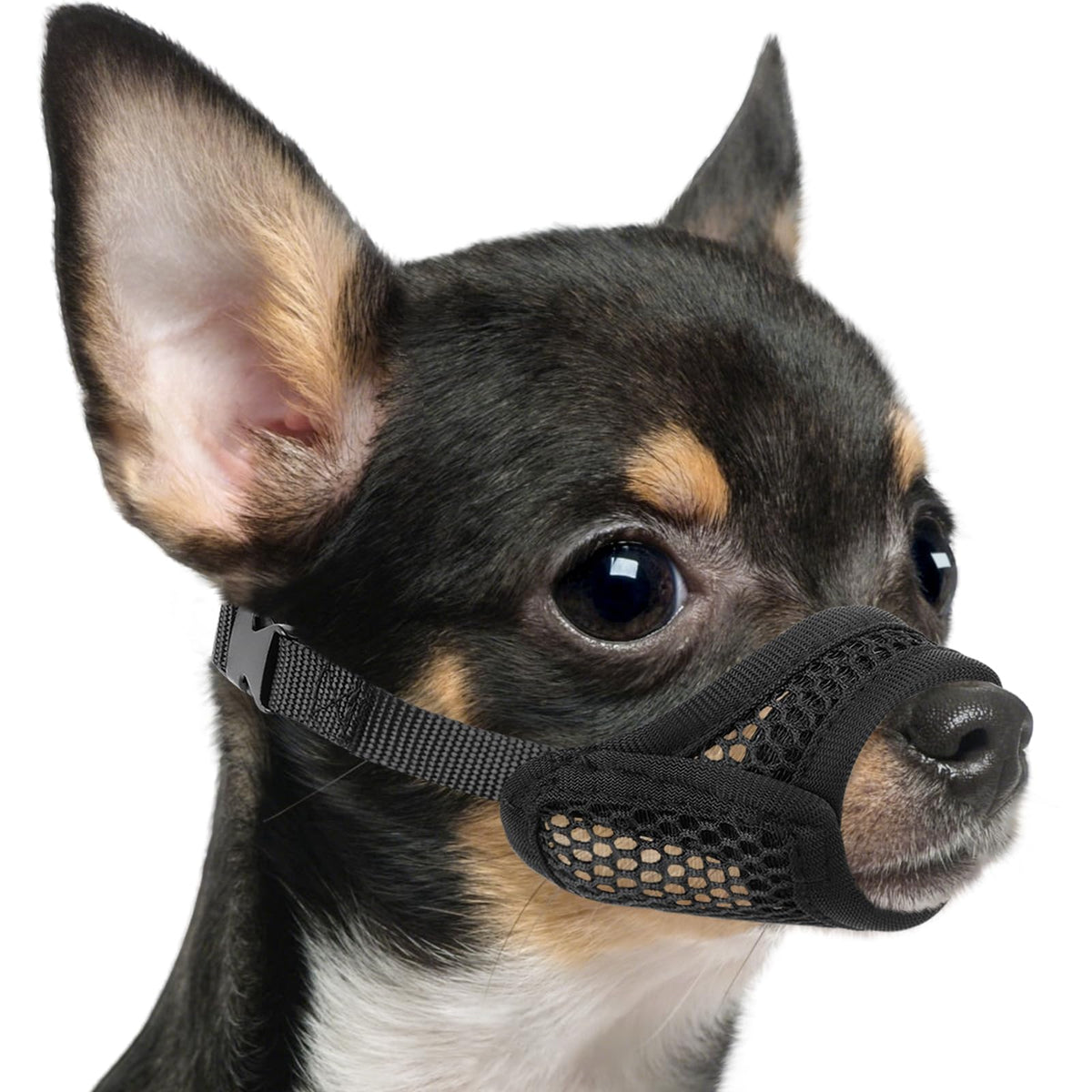 Mayerzon museau vue d'ensemble, solution légère pour chien brachycéphale et confort.