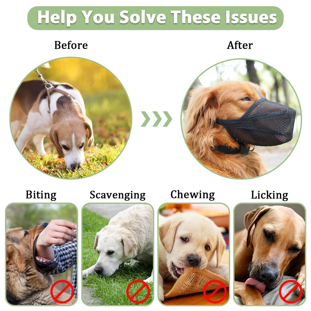 Formation positive Mayerzon: introduction en douceur pour votre chien.
