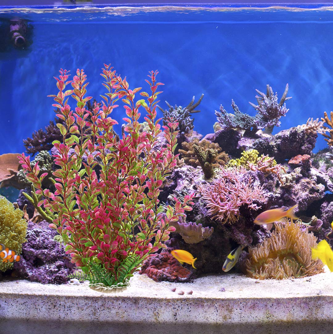 Mayitr Rhodo Red: coloration jaune et rouge qui capte l’attention.