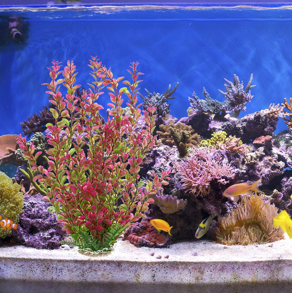 Mayitr Rhodo Red: coloration jaune et rouge qui capte l’attention.
