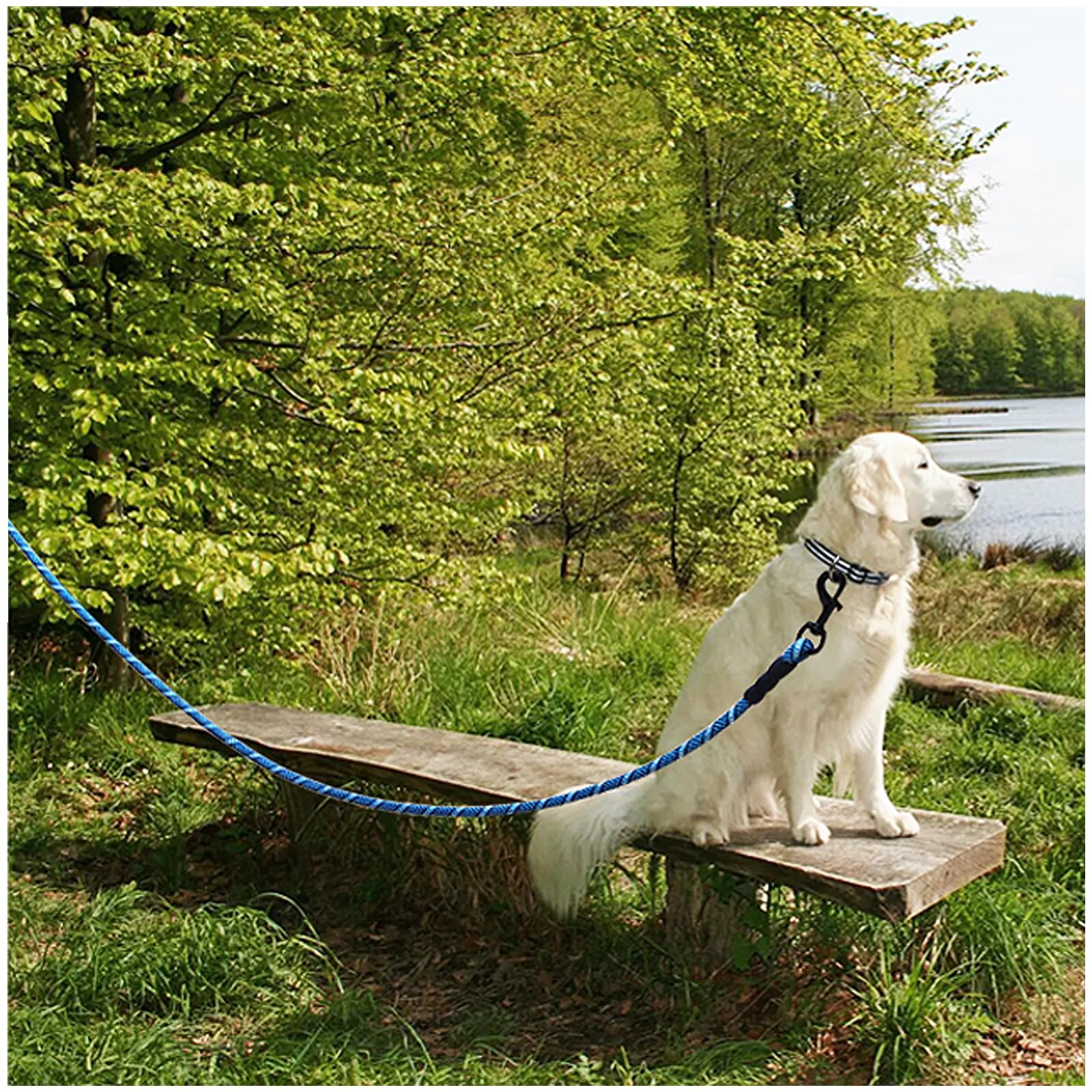 MayPaw laisse-chien usage plein air, polyvalente pour promenades et entraînements extérieurs.