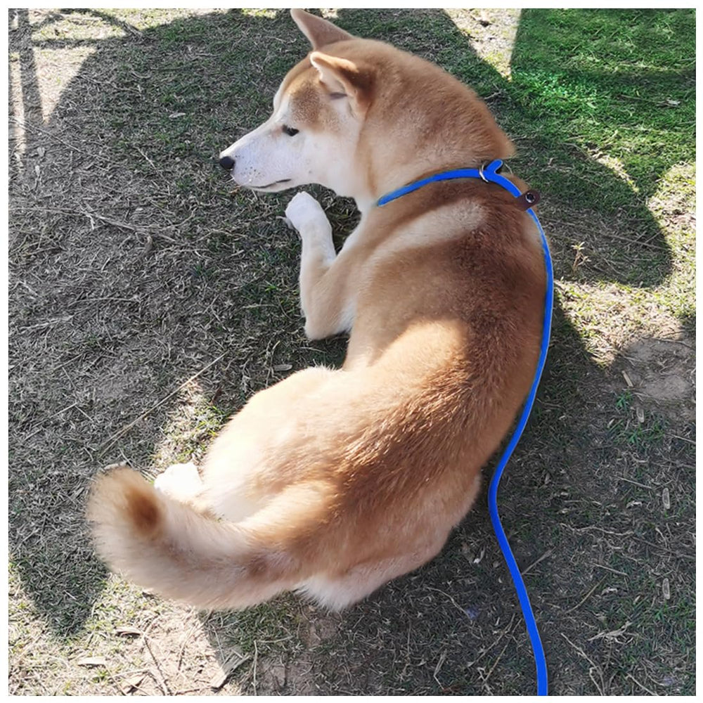 MayPaw usage quotidien de la laisse sans tir sur chien