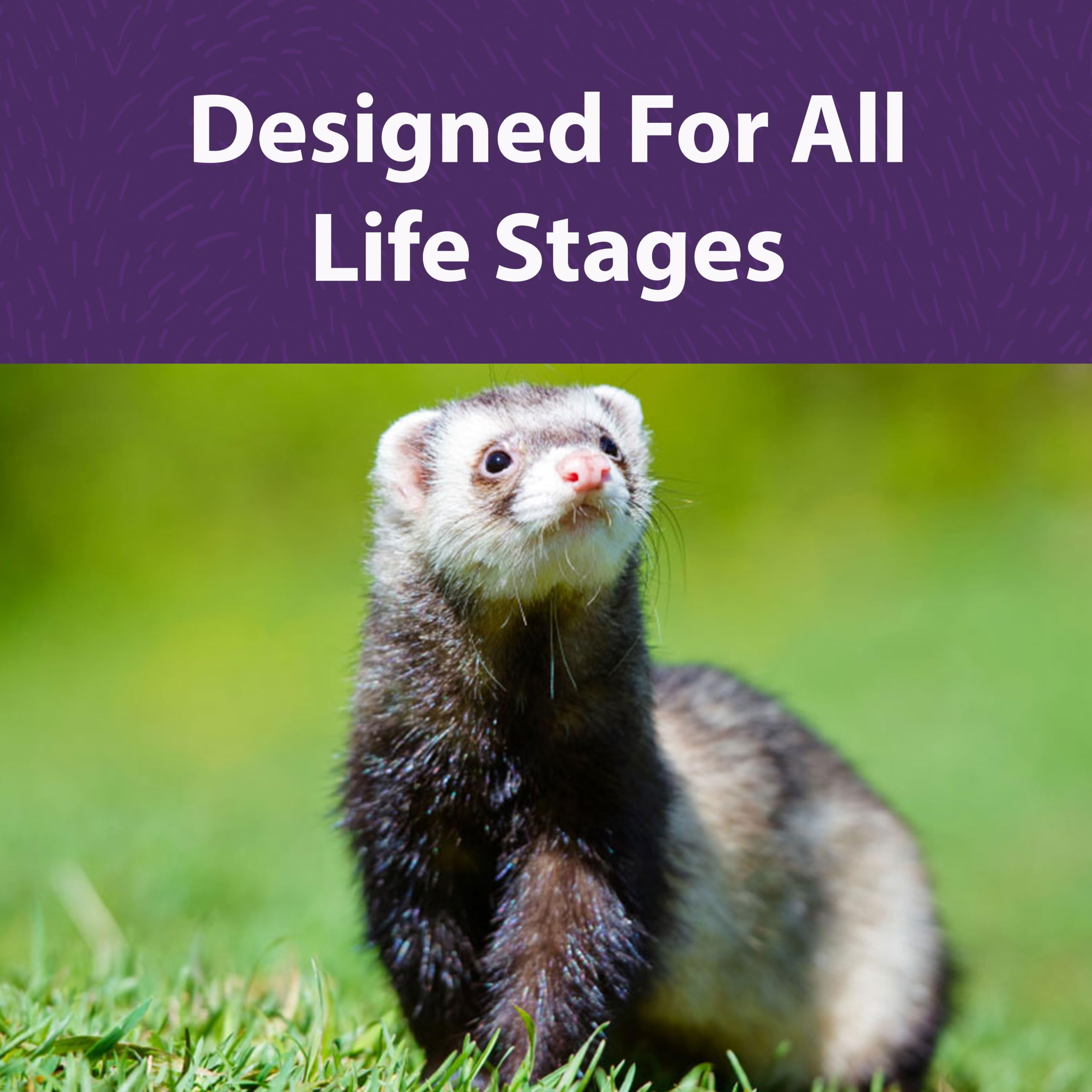 Mazuri protéines animales – source adaptée pour furet carnivore et nutrition équilibrée.
