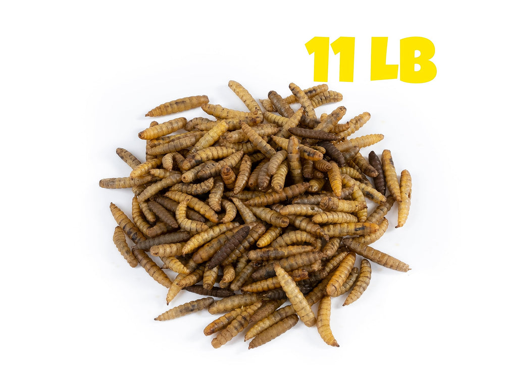 Mealworms by the Pound - protéines élevées, parfaites comme friandise.