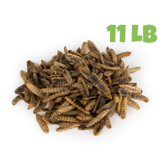 Mealworms par livre: friandise nourrissante pour poules et oiseaux sauvages.