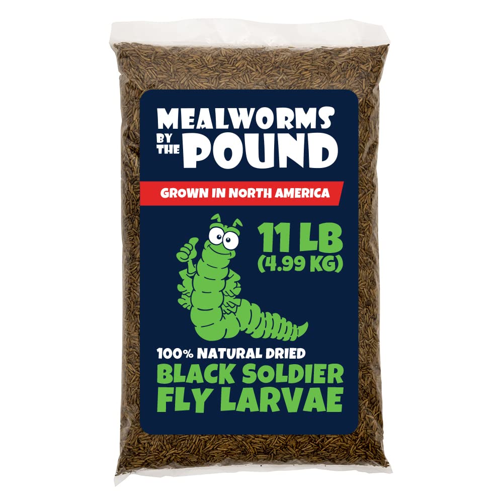 Mealworms par livre: larves riches en protéines pour reptiles et petits animaux.