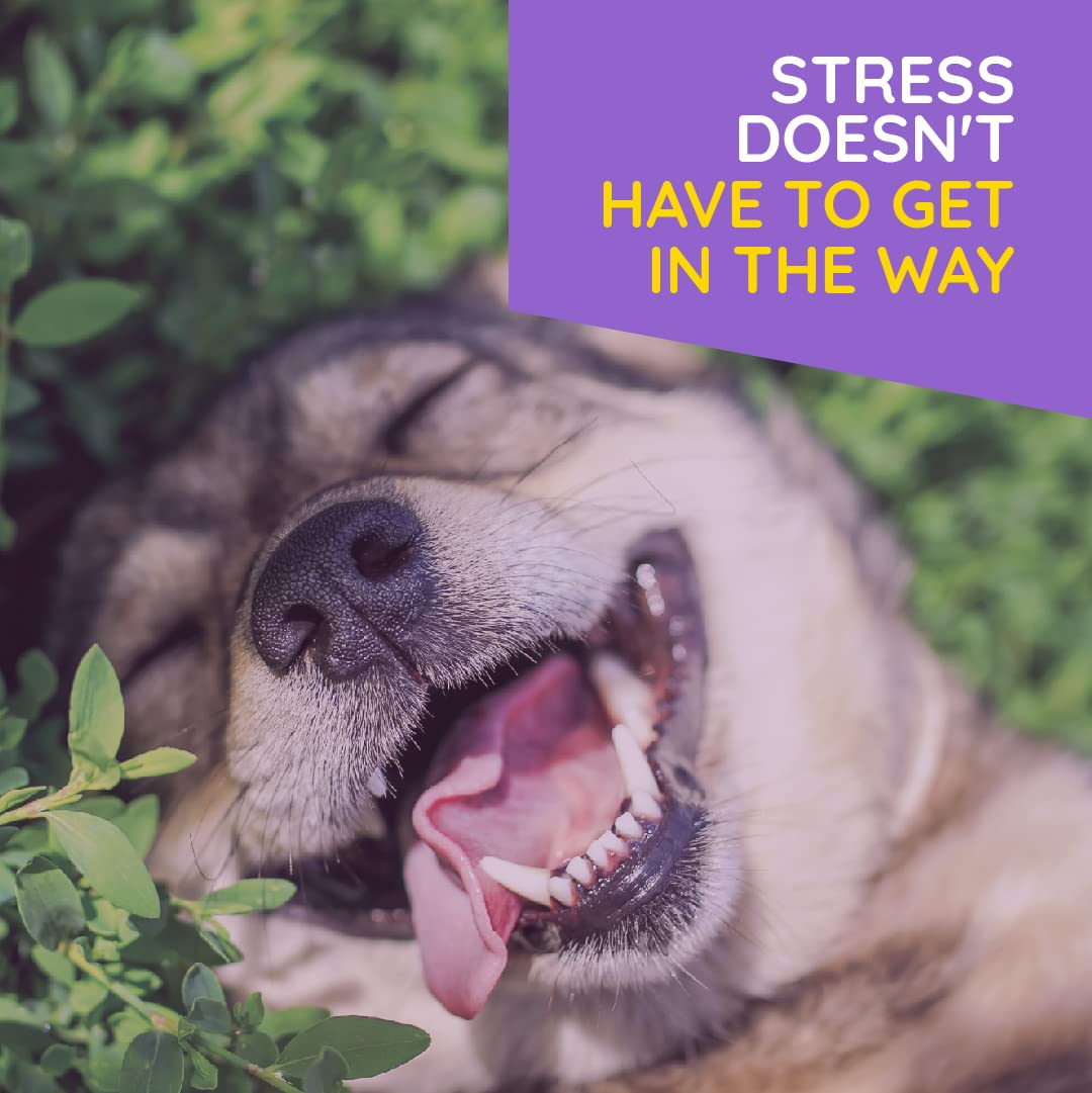 Ingrédients camomille et valériane, soutien potent pour le stress animal.