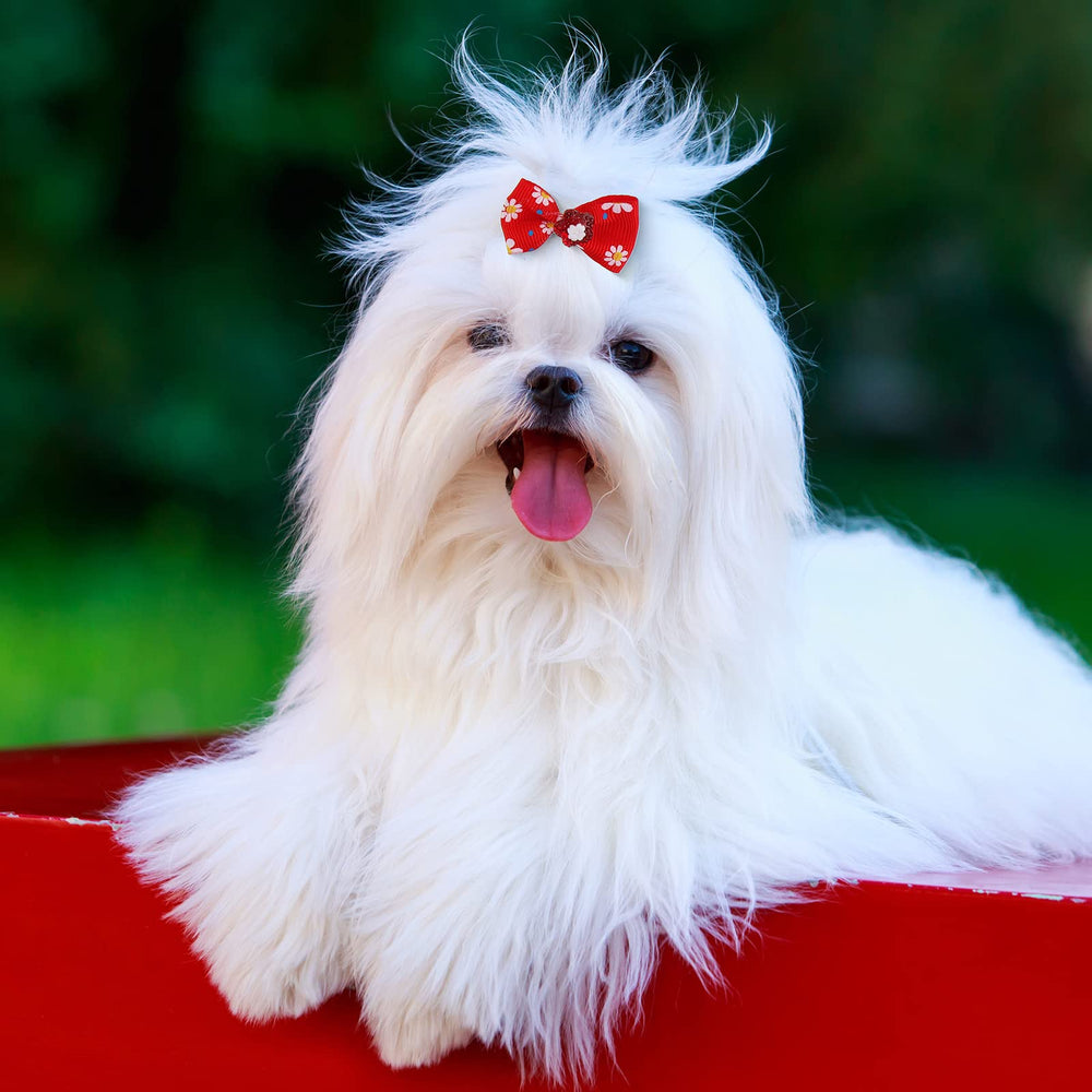 Meekoo kit coiffure chien: ensemble pratique pour looks variés.