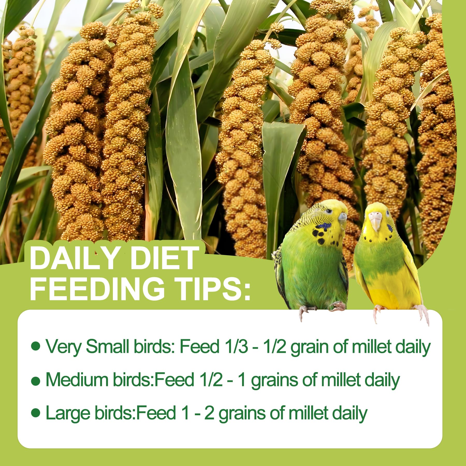 MEILLEURE millet-en-spray-conseils-usage : conseils simples pour une alimentation équilibrée.