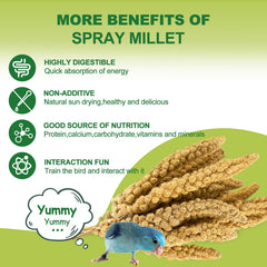 MEILLEURE millet-en-spray-grains-secs : grains croustillants pour énergie naturelle.