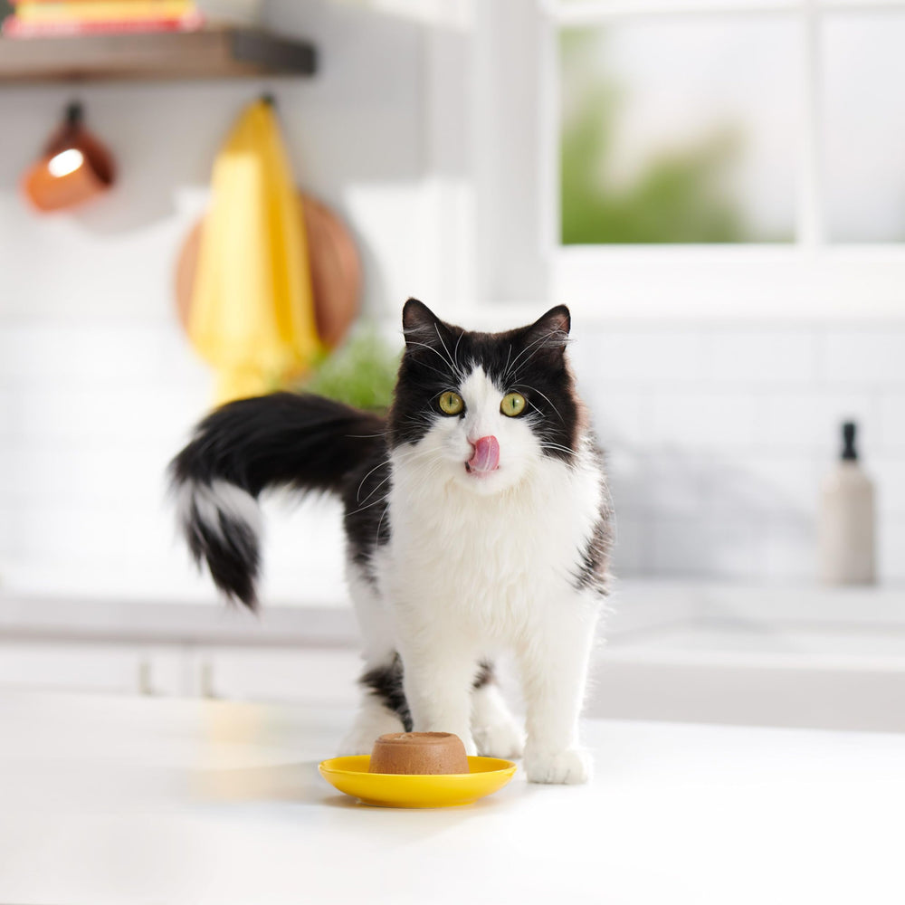 Meow Mix Paté en Gravy ouverture facile de la tasse, service rapide.
