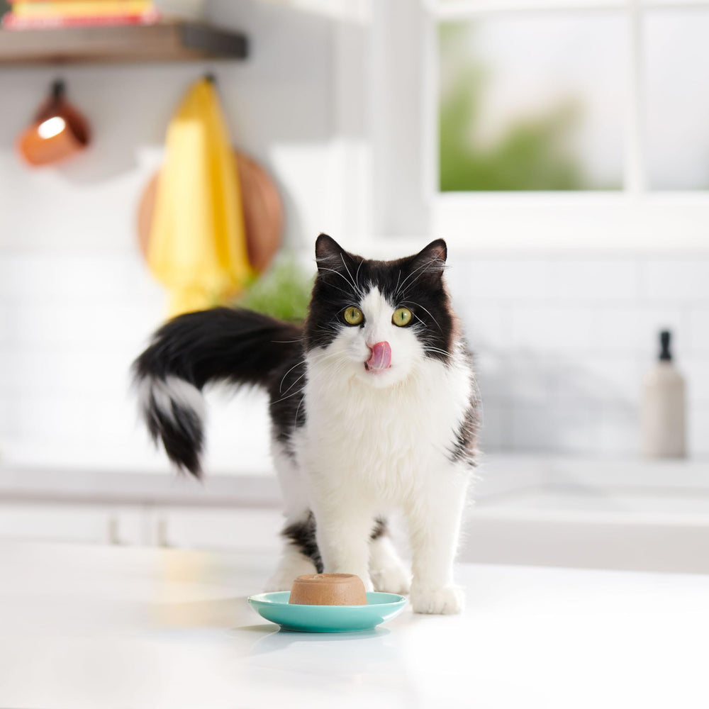 Texure crémeuse du pate Meow Mix Paté en Gravy thon saumon.