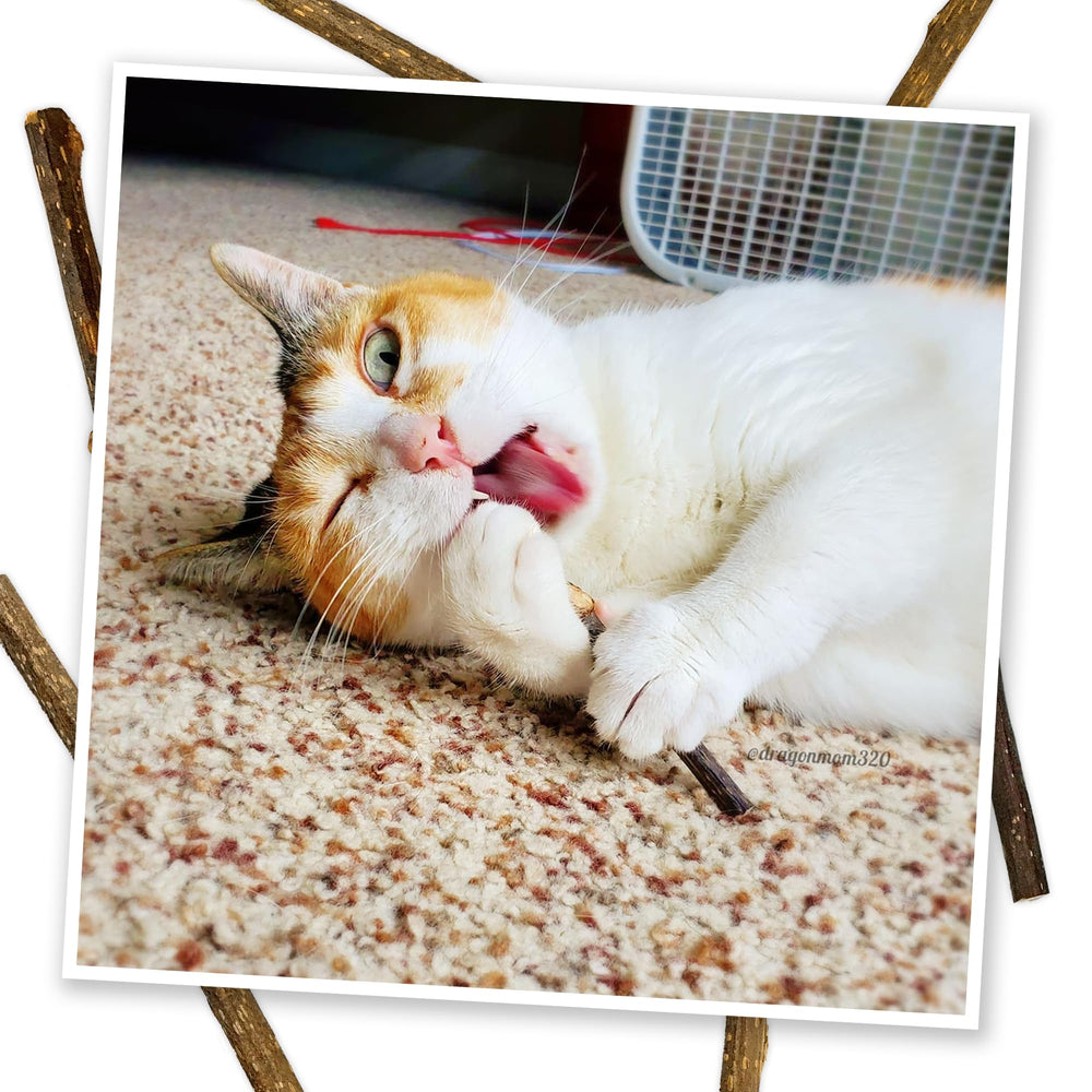 Meowijuana Silvervine alternative à la cataire pour chats sélectifs