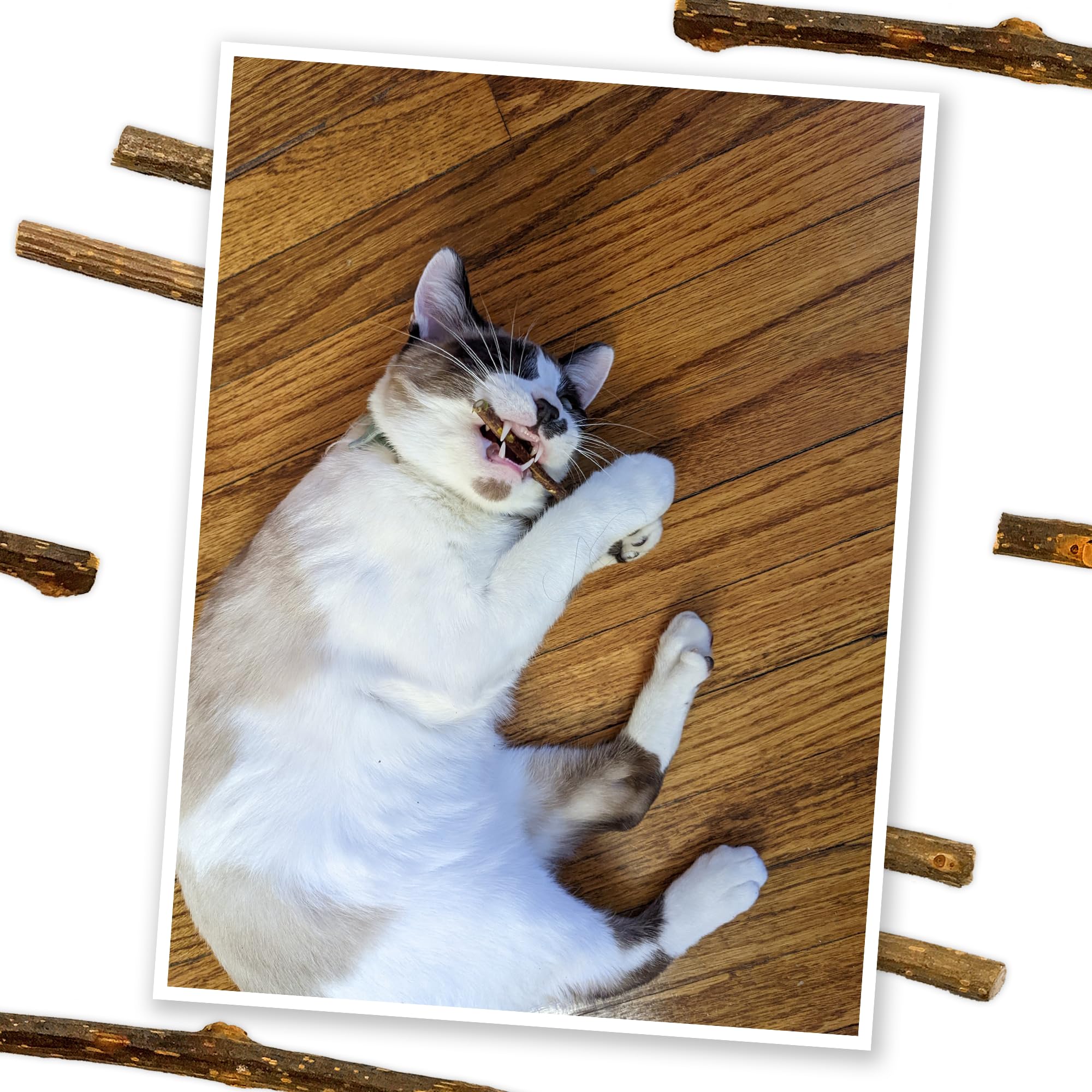 Meowijuana Silvervine utilisation sous supervision pour sécurité et plaisir durable