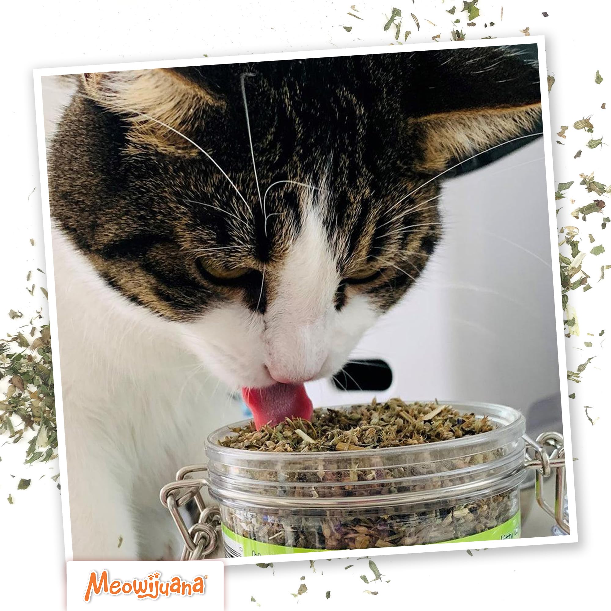 Jouet réutilisable enrichi par Meowijuana Catnibas Pawty Mix.