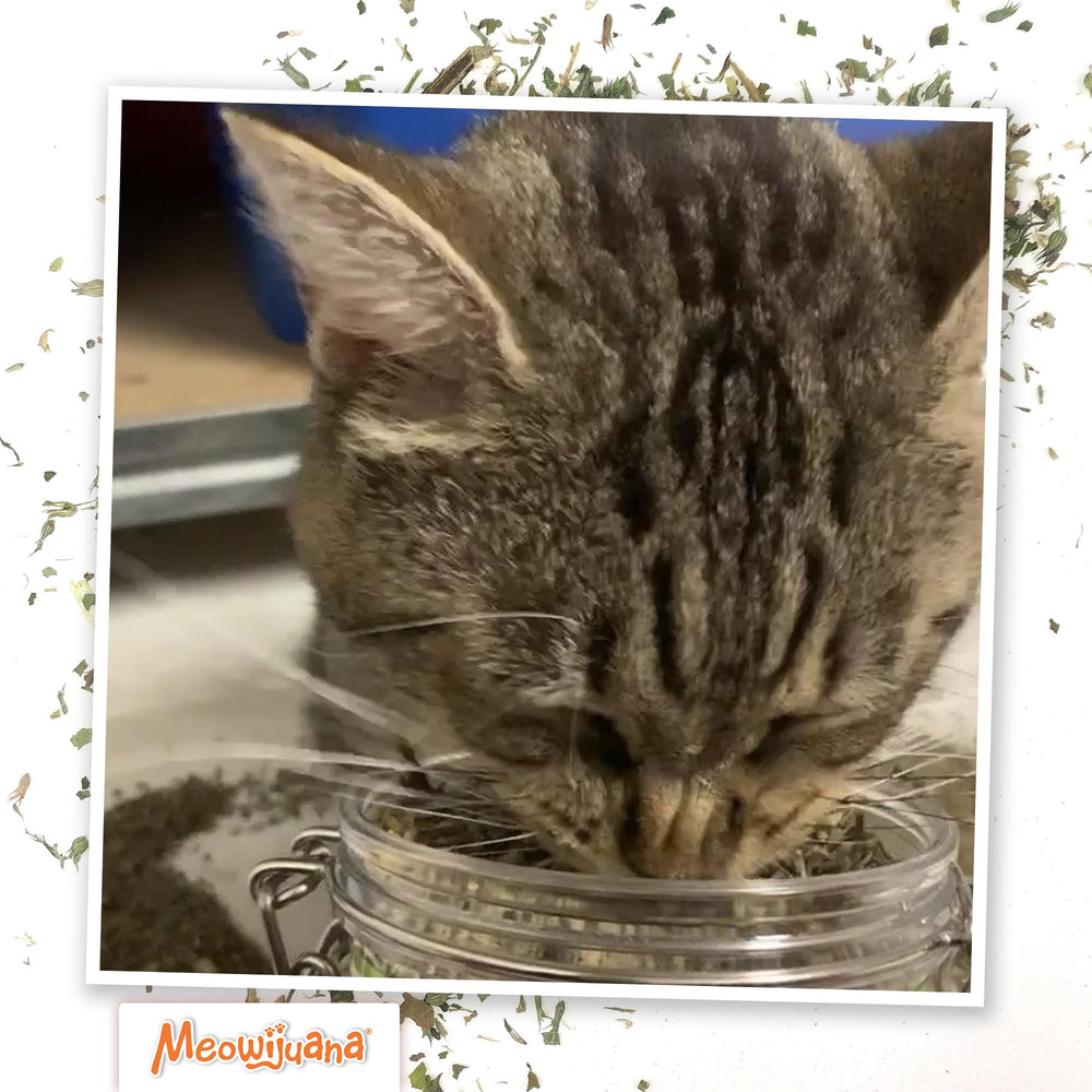 Plusieurs chats explorant Meowijuana Catnibas Pawty Mix ensemble.