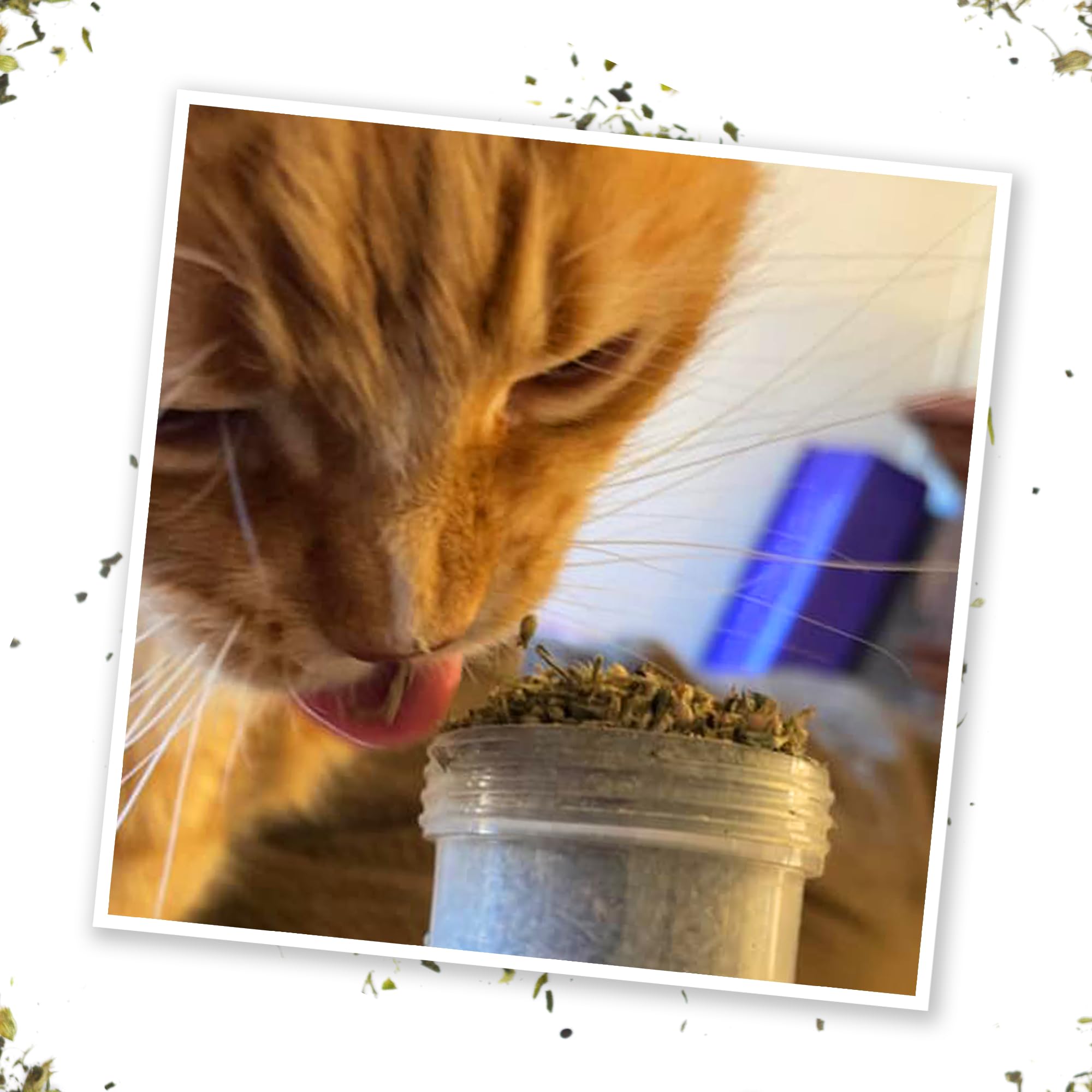 Meowijuana Good Vibes Kalico Kush – Utilisation sur griffoirs et jouets pour varier le jeu.