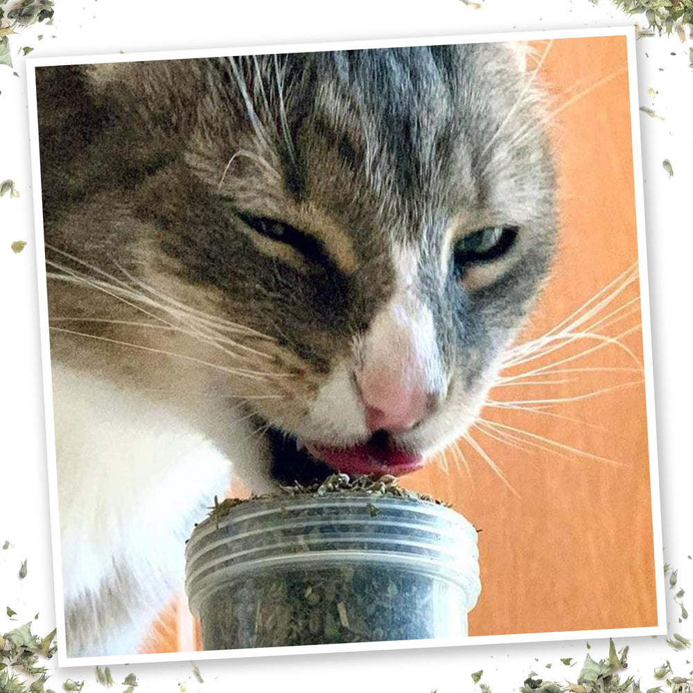 Meowijuana Meowi-Waui: emballage premium pour une expérience pratique.