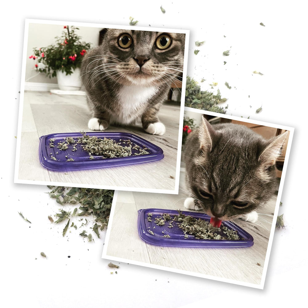 Meowijuana Meowi-Waui: usage sur griffoir pour stimuler l’activité.