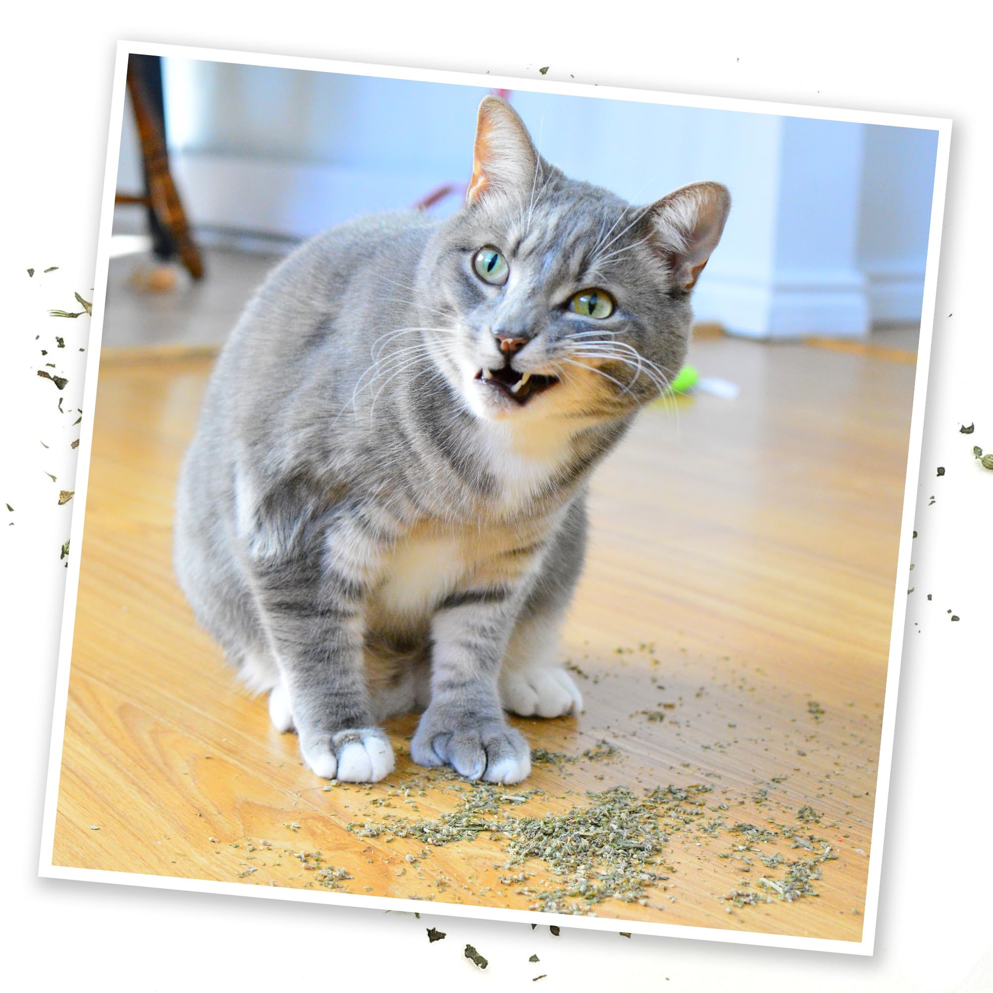 Cadeau Meowijuana Purrple Passion pour les propriétaires de félins, idée pratique.