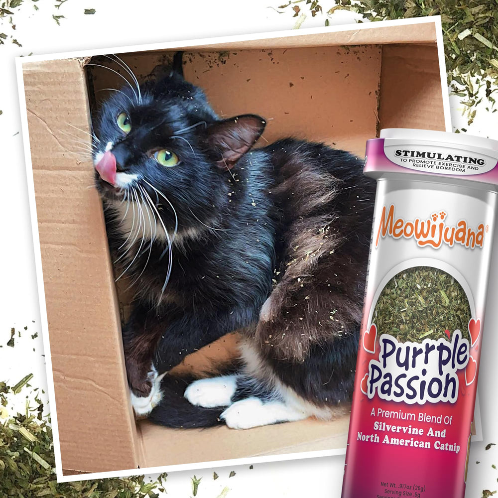 Meowijuana Qualité nord-américaine: catnip non addictif et sûr.