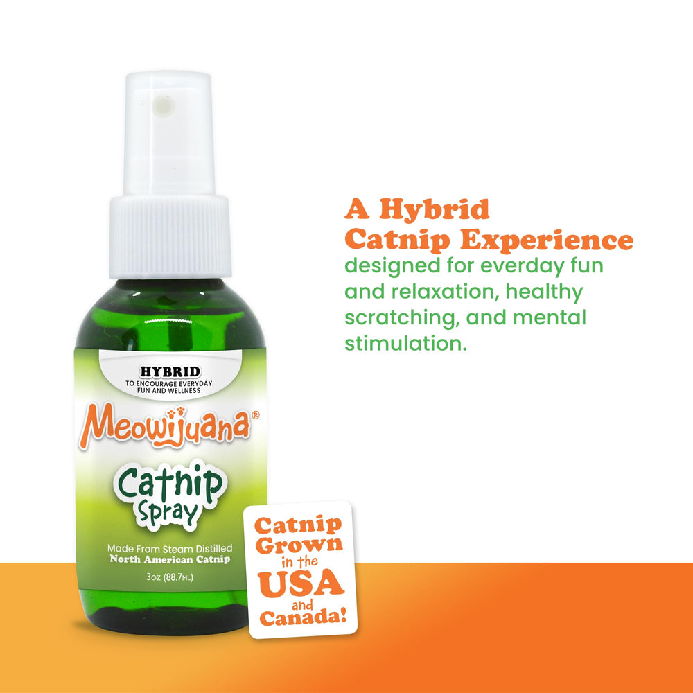 Meowijuana vaporisateur sur griffoir pour redirection du griffage.