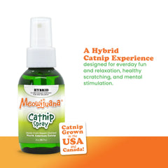 Meowijuana vaporisateur sur griffoir pour redirection du griffage.