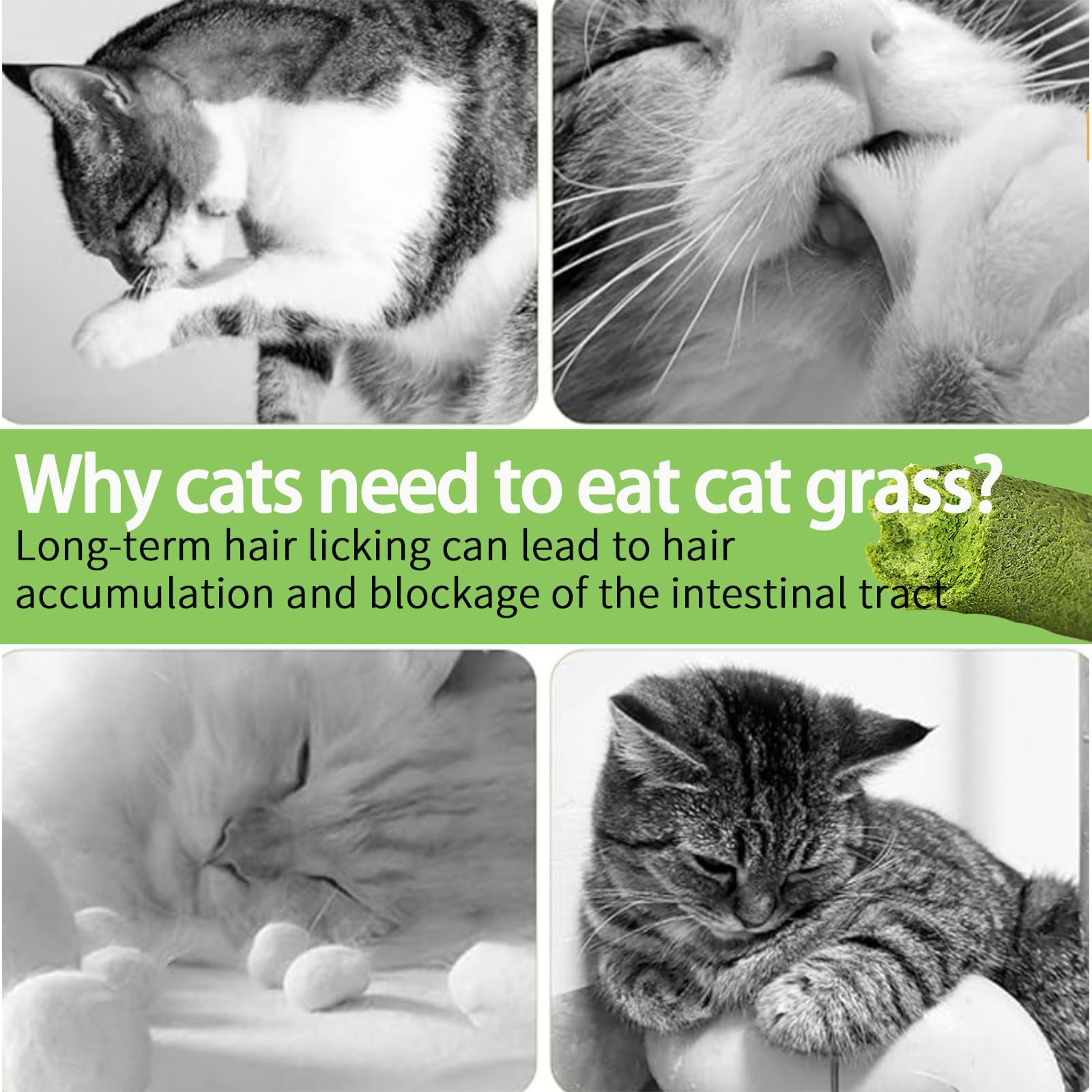 Meowly – Bâtons d’herbe pour chat – Facile d’utilisation: sans culture maison ni additifs artificiels.