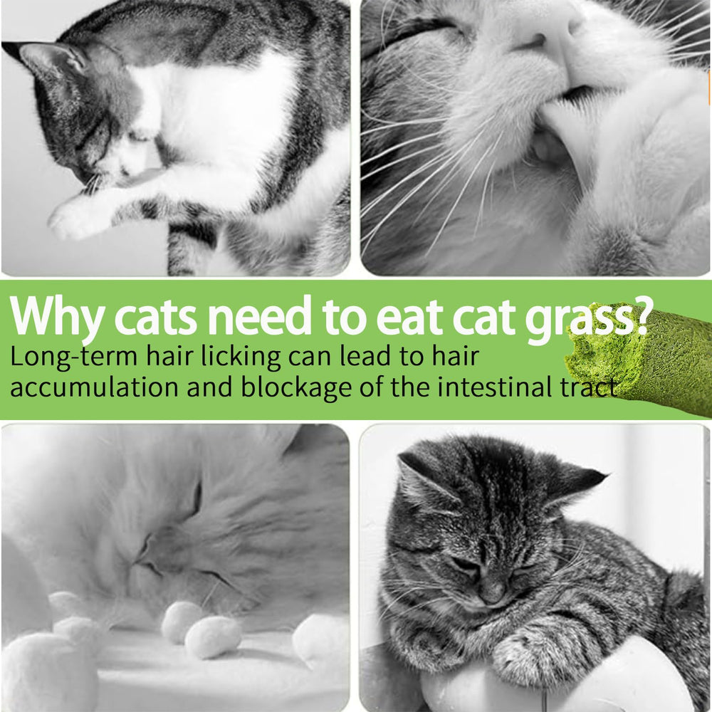 Meowly – Bâtons d’herbe pour chat – Facile d’utilisation: sans culture maison ni additifs artificiels.