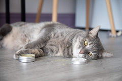 Meowy Janes Catnip Keef sur jouets, stimule l'activité et peut réduire l'ennui.