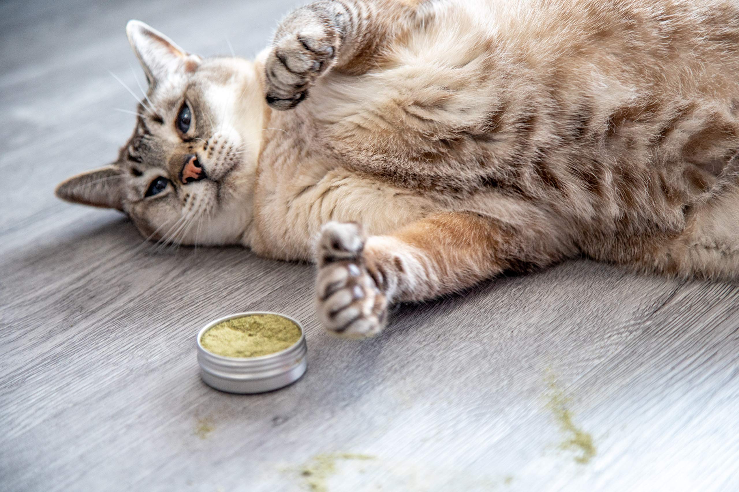 Meowy Janes Catnip Keef, pincée idéale pour attirer l'attention des chats sur les jouets.