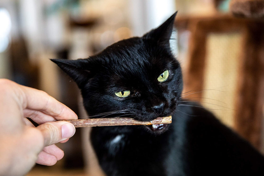 Activité physique stimulante avec Matatabi pour chats.