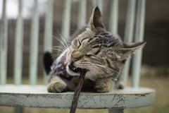 Jouet Matatabi pour chat intérieur, Meowy Janes.