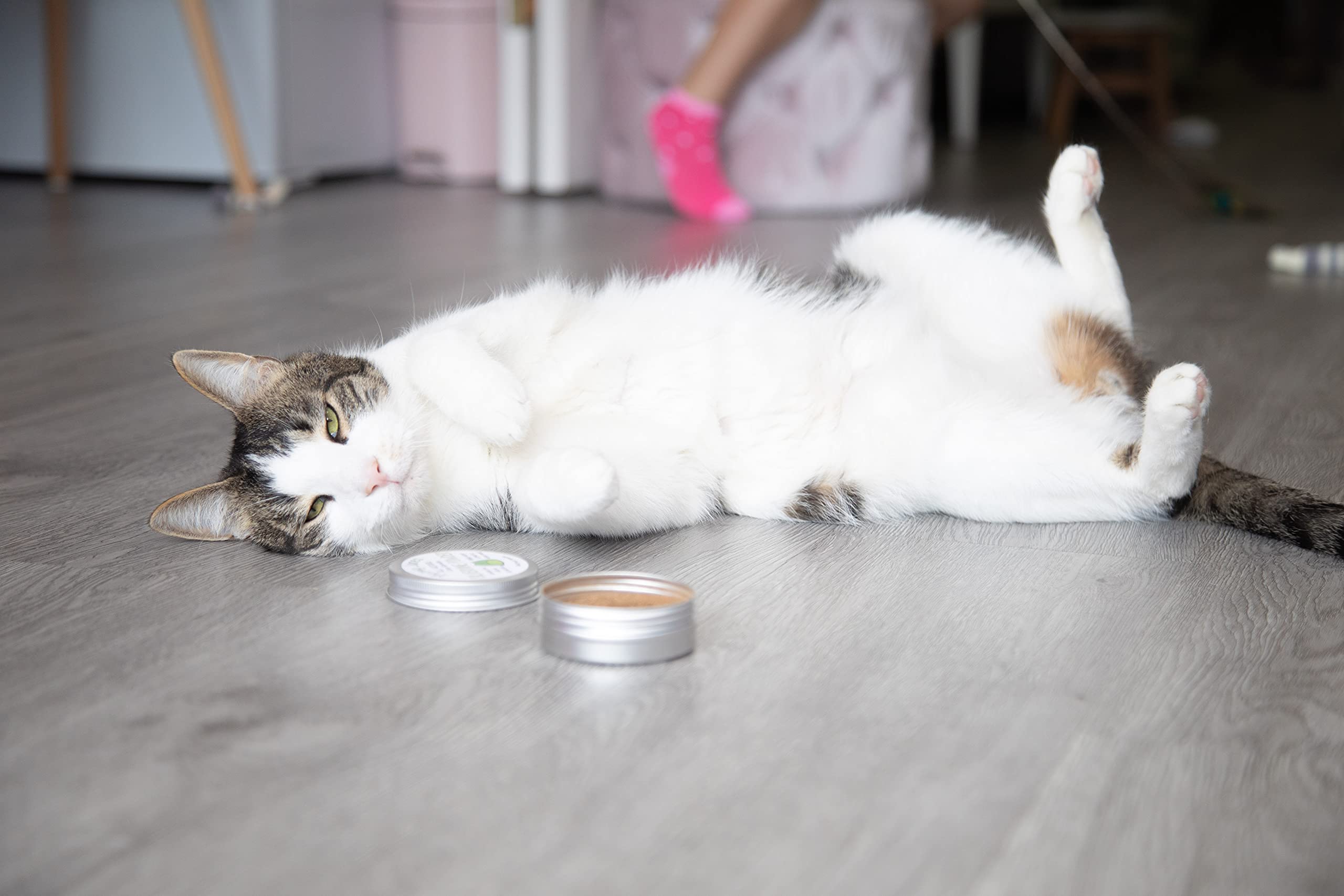 Silver Vine Meowy Janes, héritage asiatique apprécié par les chats lors des jeux.