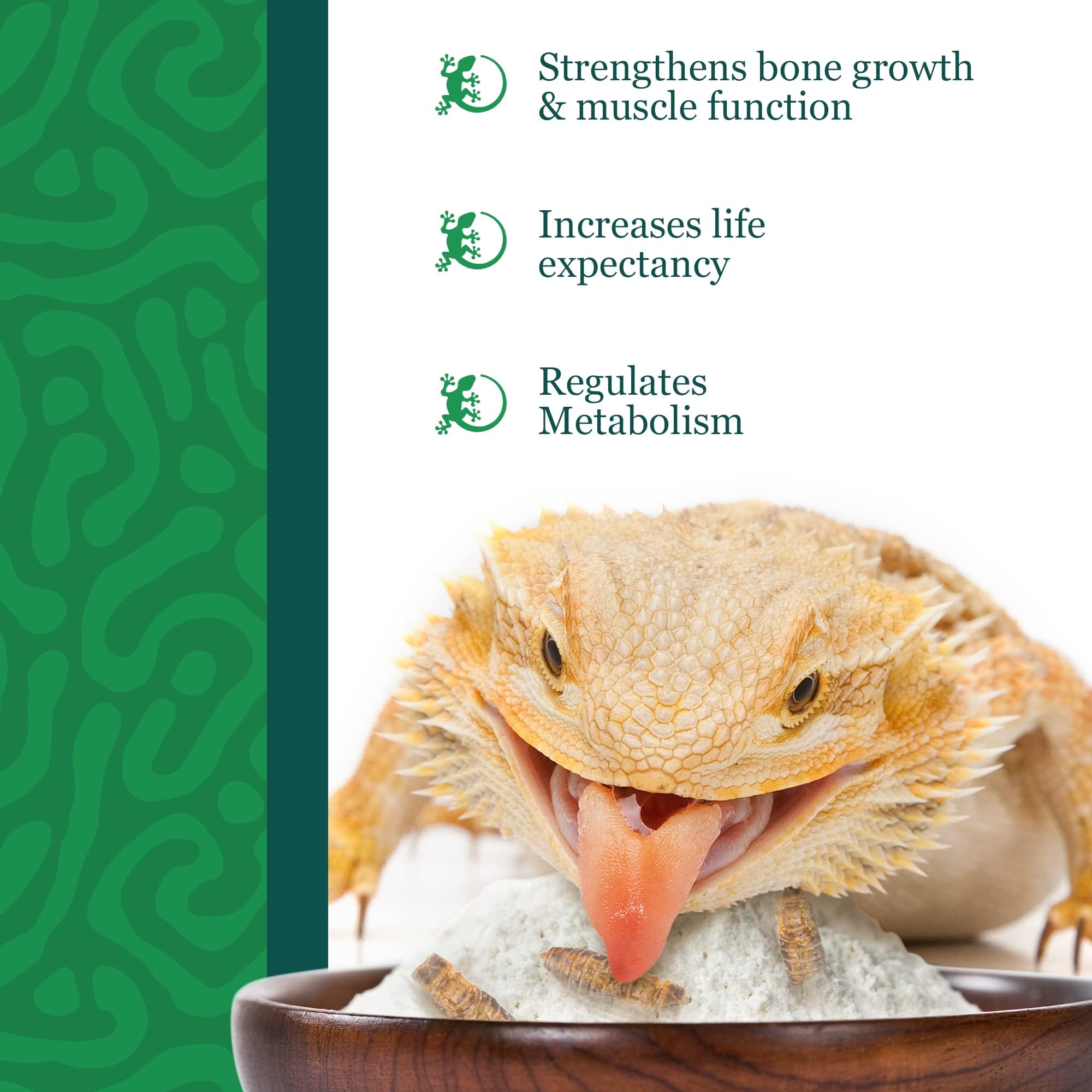 Lézard se nourrit seul avec la poudre calcium CoCoo.