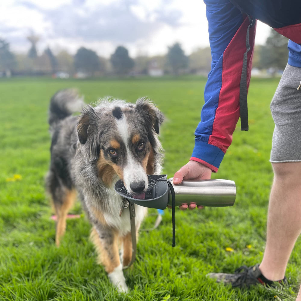 Messy Mutts bouteille compatible lave-vaisselle pour entretien simplifié.