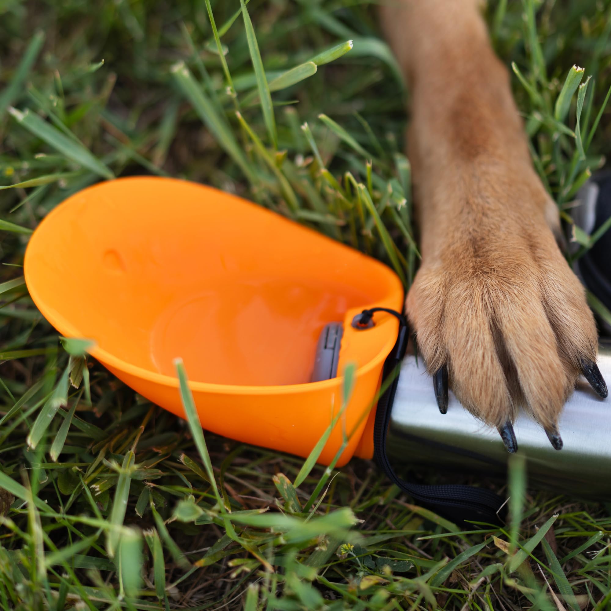 Scène d'utilisation en plein air avec Messy Mutts, chien heureux et bouteille bleu.