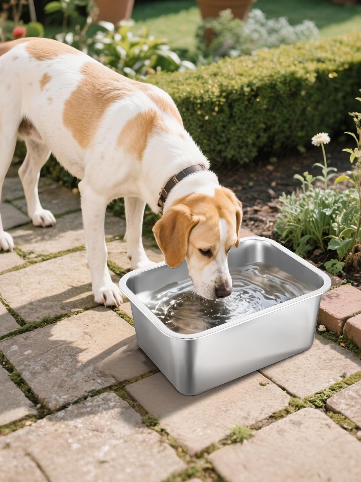 MEWTOGO ouverture large pour boire ensemble plusieurs chiens